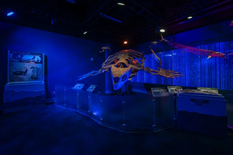 We are proud to share that the South Carolina Aquarium’s new Discovery Gallery is open, and we are honored to have played a role in bringing this exciting new experience to the Lowcountry. The gallery’s debut exhibit, Jurassic Seas, invites visitors to step back into the Late Cretaceous Period through interactive learning, immersive displays, and larger-than-life prehistoric marine creatures. The Discovery Gallery was designed to create new opportunities for exploration and education. Thank you to our long-term partners at the Aquarium and our project team for trusting us with this special project.
