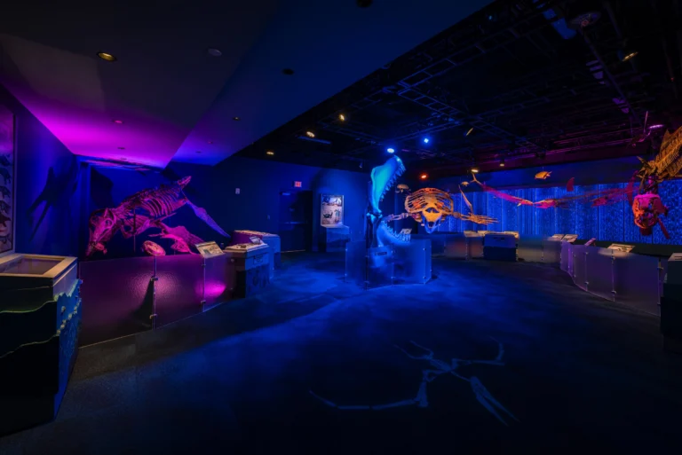 We are proud to share that the South Carolina Aquarium’s new Discovery Gallery is open, and we are honored to have played a role in bringing this exciting new experience to the Lowcountry. The gallery’s debut exhibit, Jurassic Seas, invites visitors to step back into the Late Cretaceous Period through interactive learning, immersive displays, and larger-than-life prehistoric marine creatures. The Discovery Gallery was designed to create new opportunities for exploration and education. Thank you to our long-term partners at the Aquarium and our project team for trusting us with this special project.