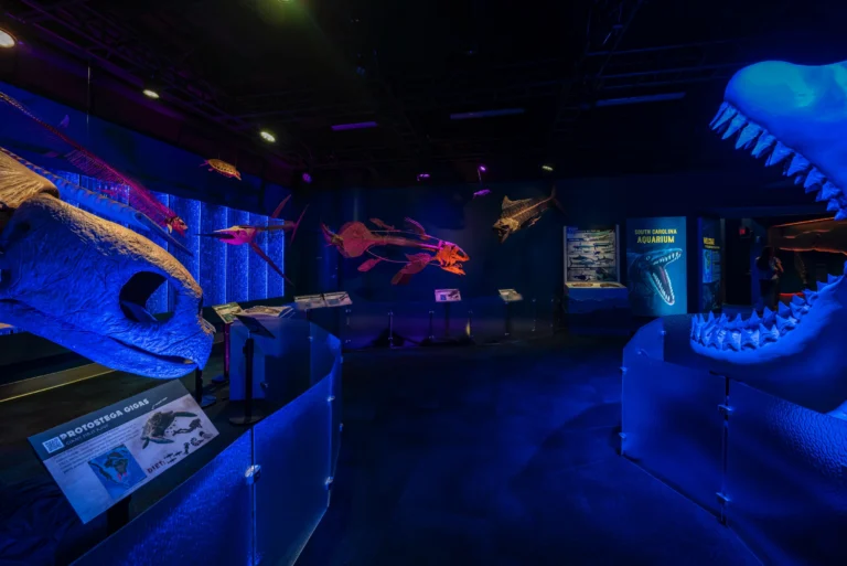 We are proud to share that the South Carolina Aquarium’s new Discovery Gallery is open, and we are honored to have played a role in bringing this exciting new experience to the Lowcountry. The gallery’s debut exhibit, Jurassic Seas, invites visitors to step back into the Late Cretaceous Period through interactive learning, immersive displays, and larger-than-life prehistoric marine creatures. The Discovery Gallery was designed to create new opportunities for exploration and education. Thank you to our long-term partners at the Aquarium and our project team for trusting us with this special project.